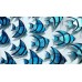 Shoal of Blue Zebra Angel Fish  SOLD
